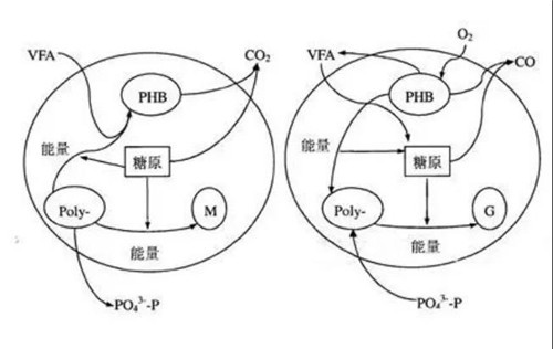 廢水除磷處理方法.jpg